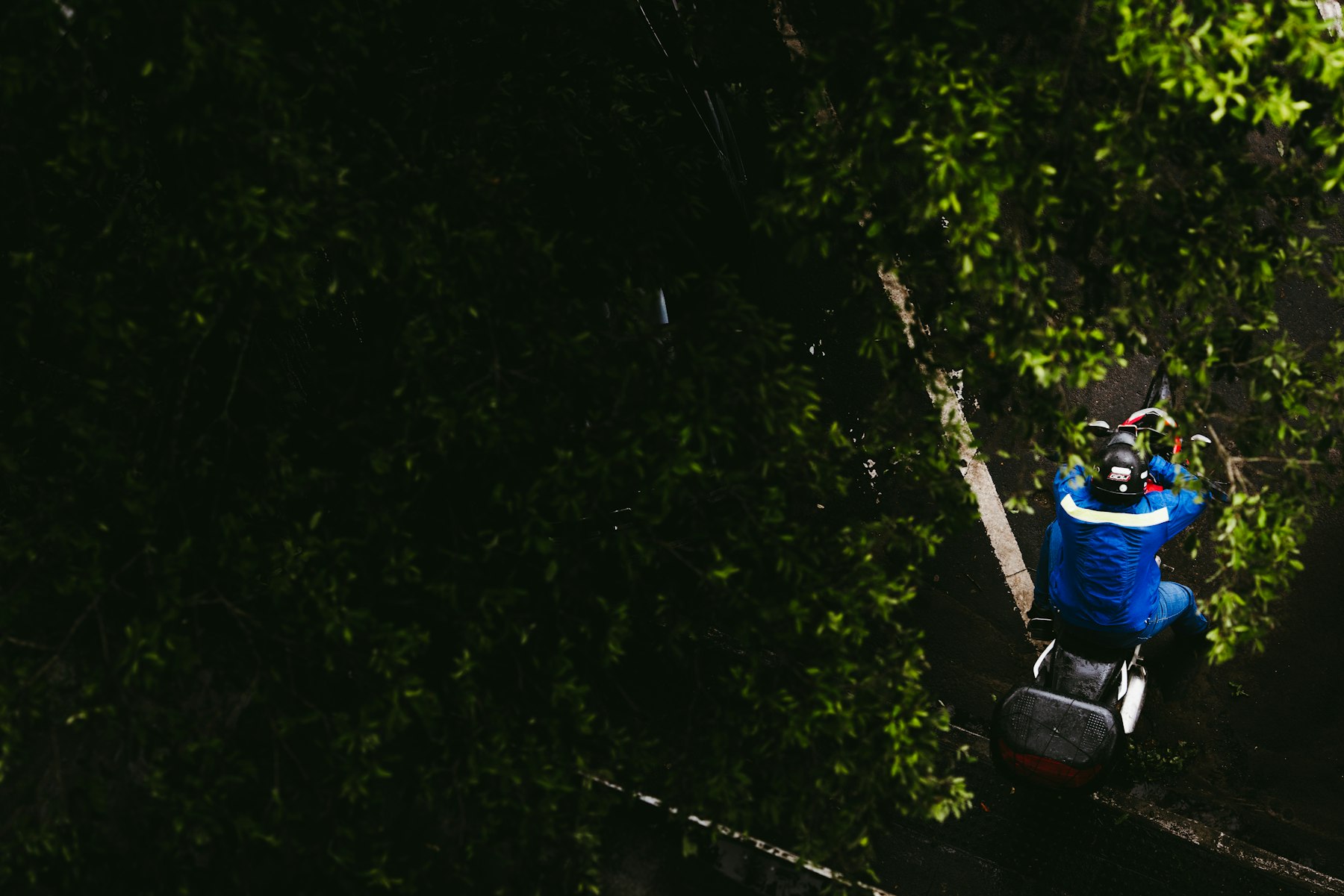 Tree Pruning & Trimming