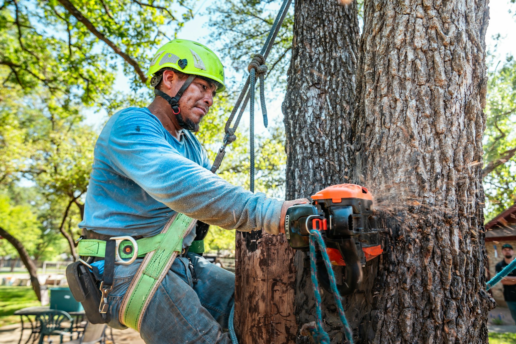 Tree Cutting & Removal