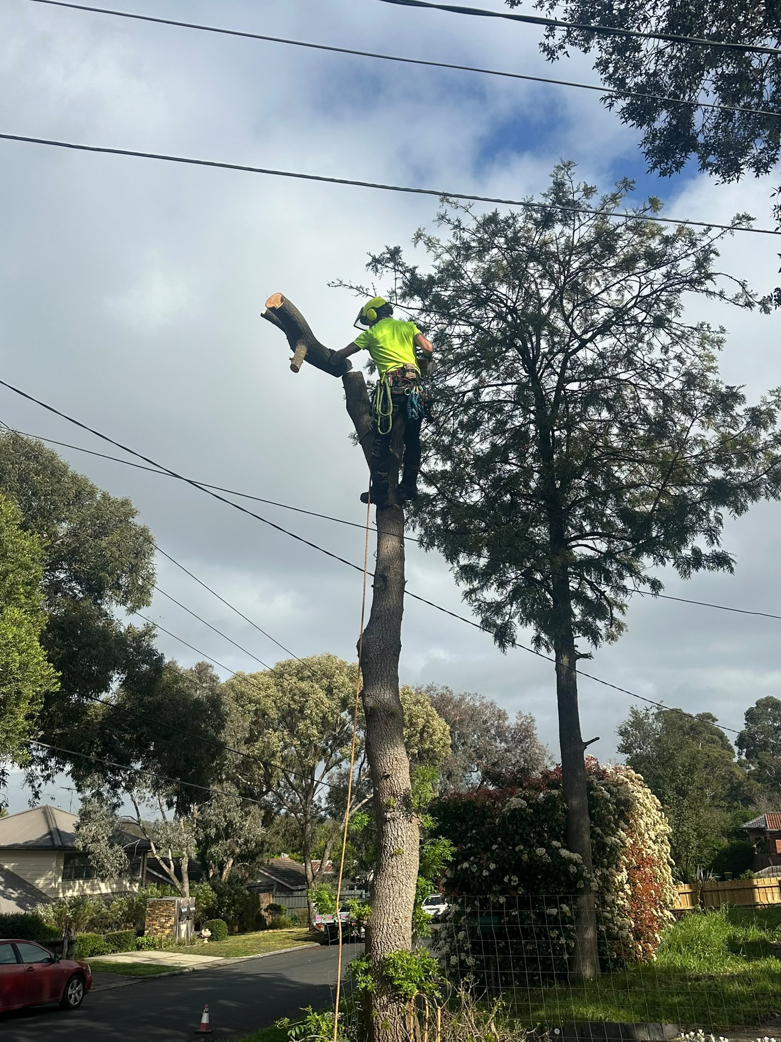 Tree Removal