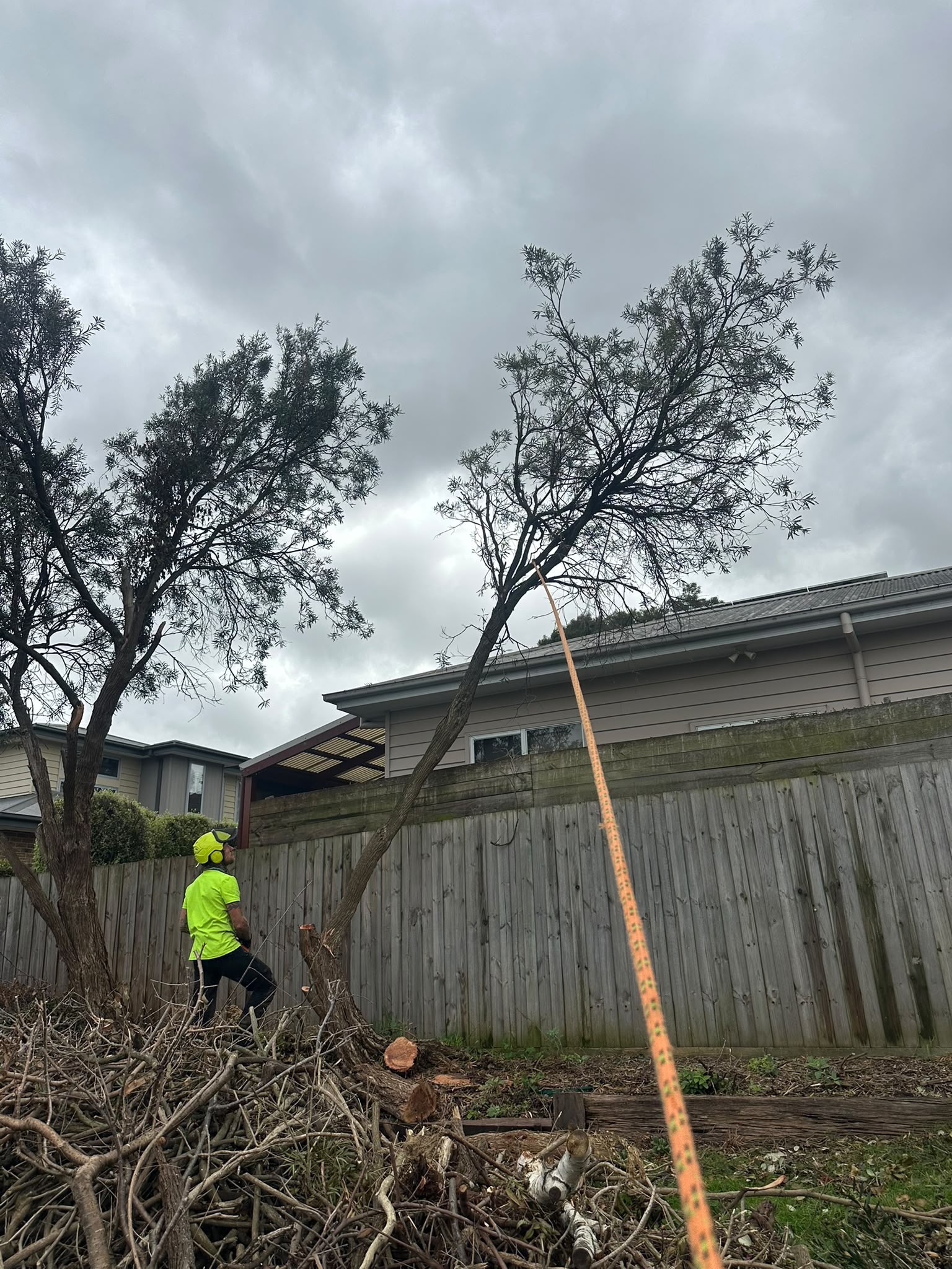 Tree Removal