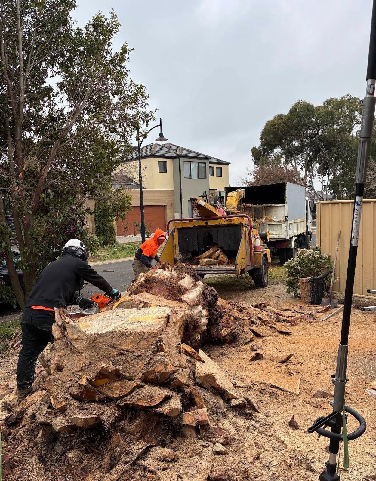 Tree Removal
